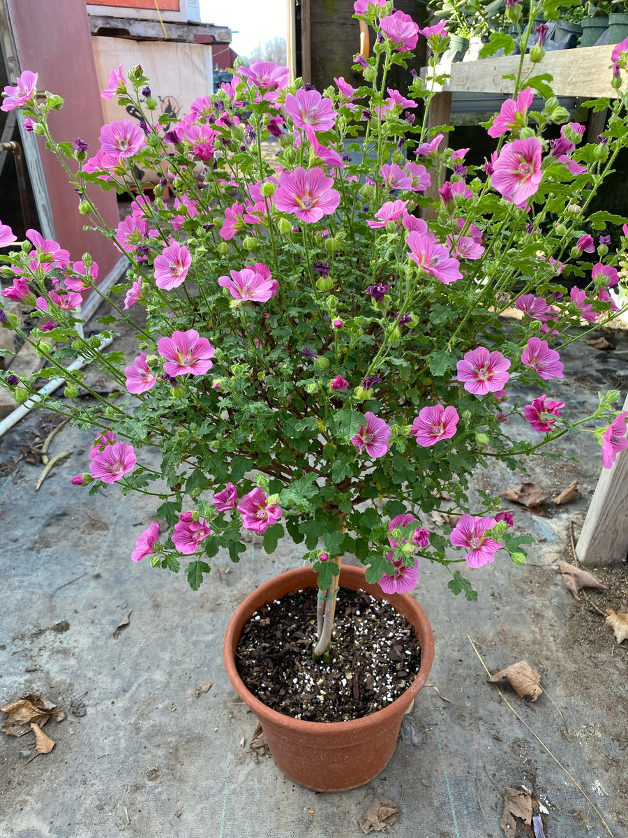 african rose succulent African Rose Mallow