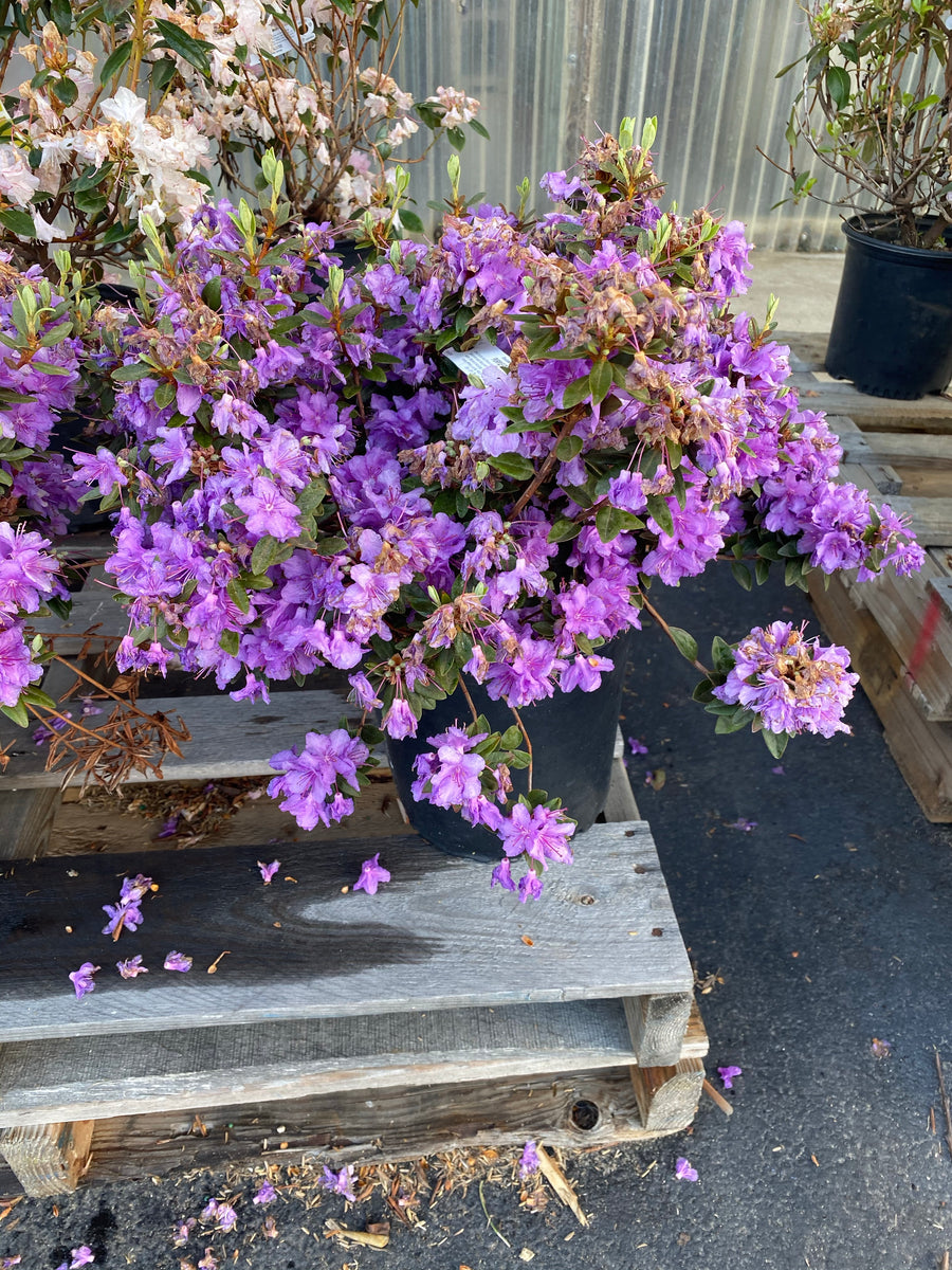 Rhododendron Purple Gem 3 gal – Lyons Fruit Farm and Market