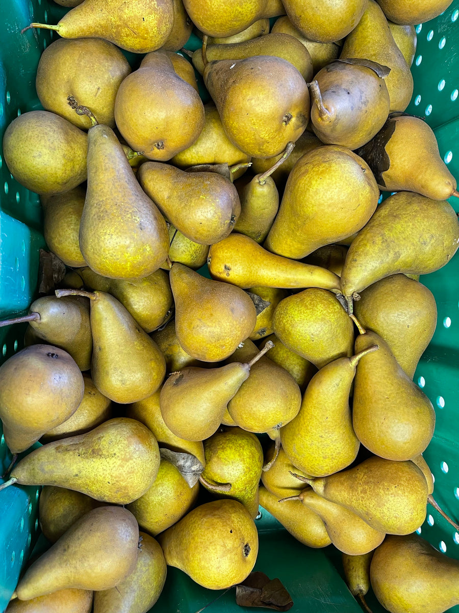 Large Bosc Pear - Each, Large/ 1 Count - City Market