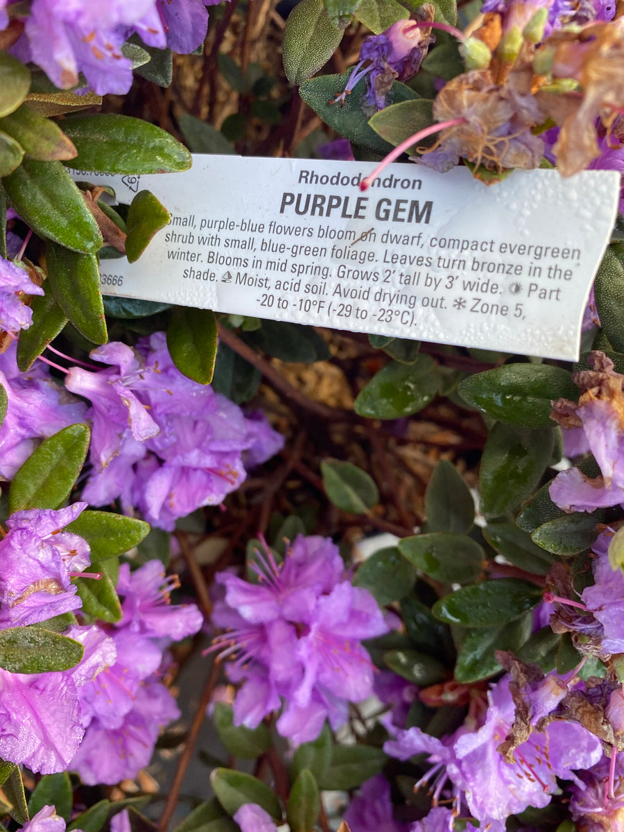 Rhododendron Purple Gem 3 gal – Lyons Fruit Farm and Market