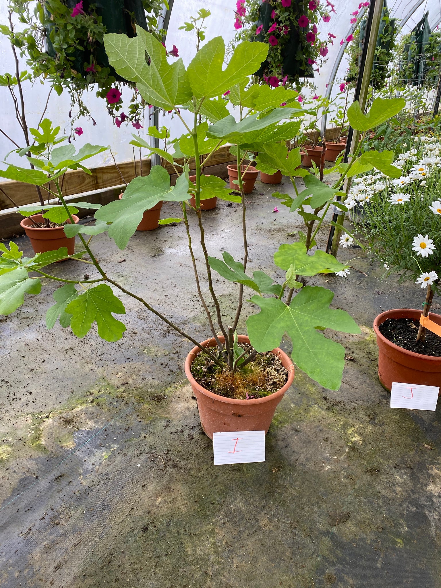 Chicago Hardy Fig - 10 inch pot