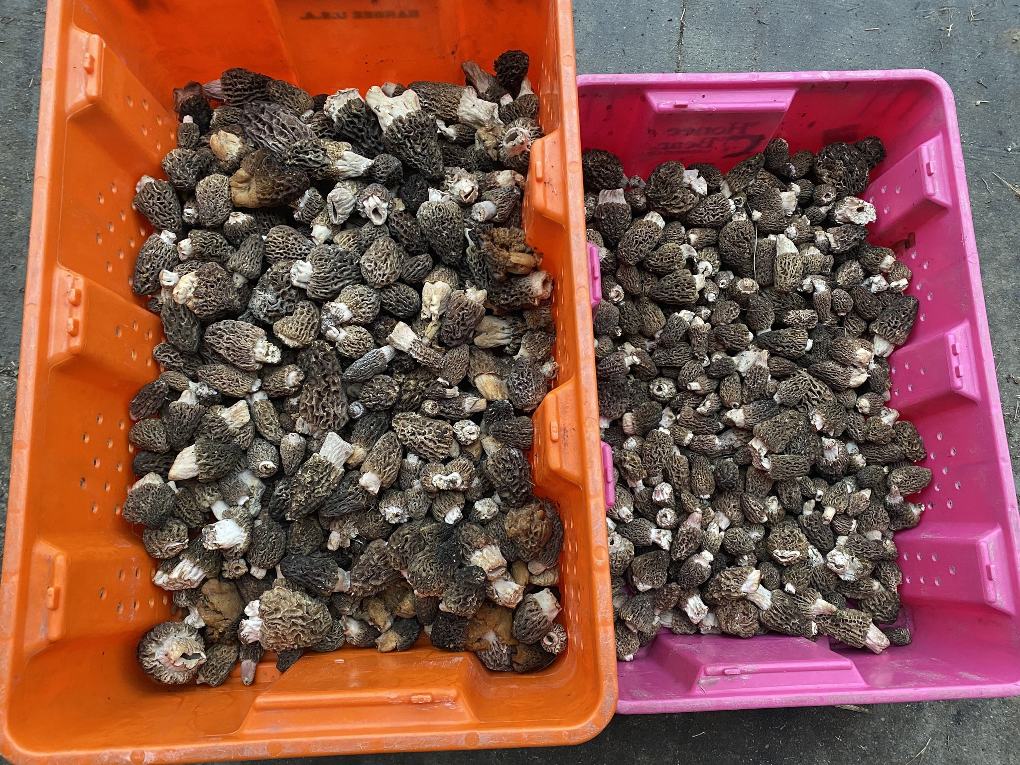 Morel Mushrooms - 1/3 lb.
