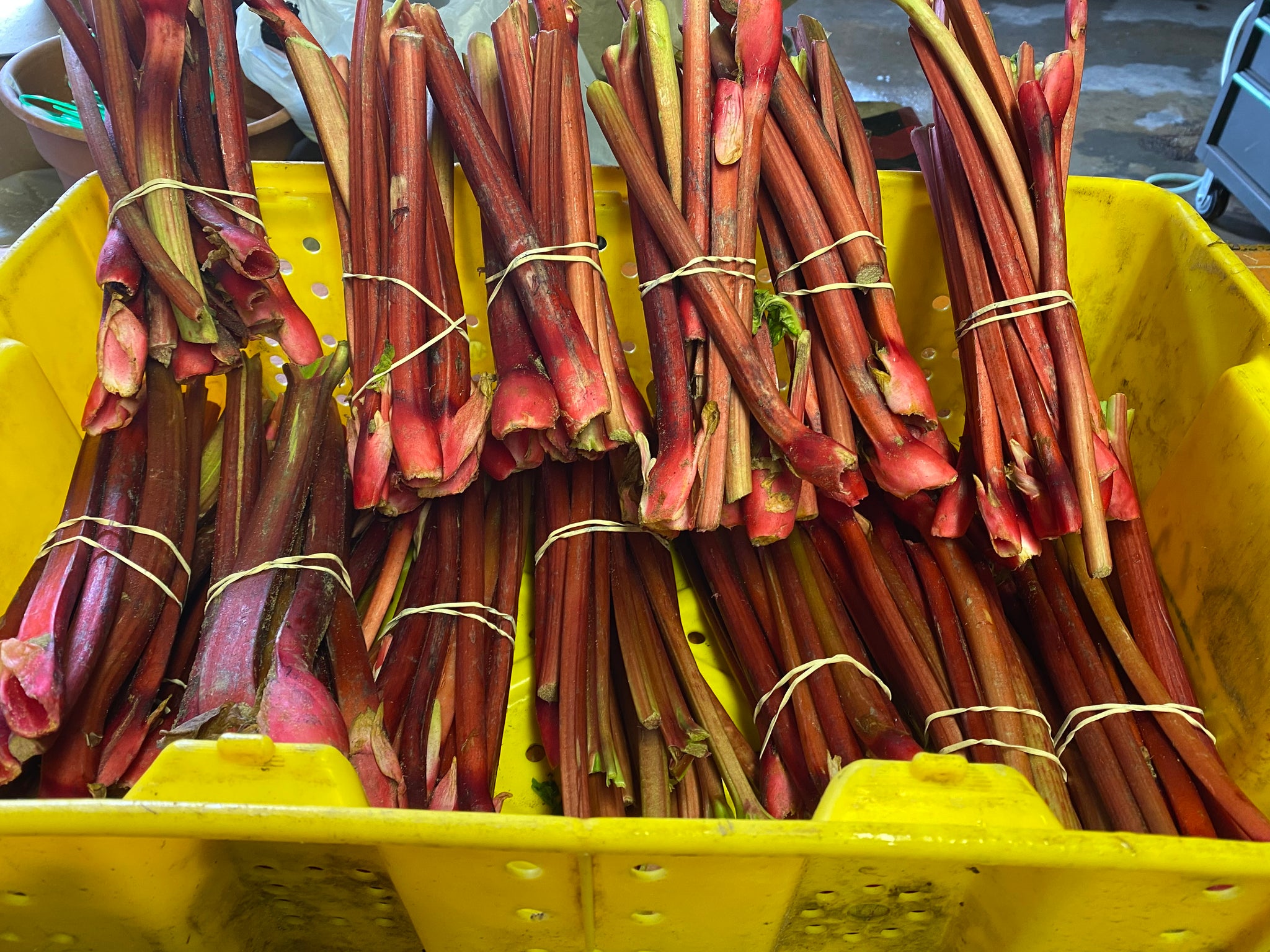 Rhubarb - 1 pound