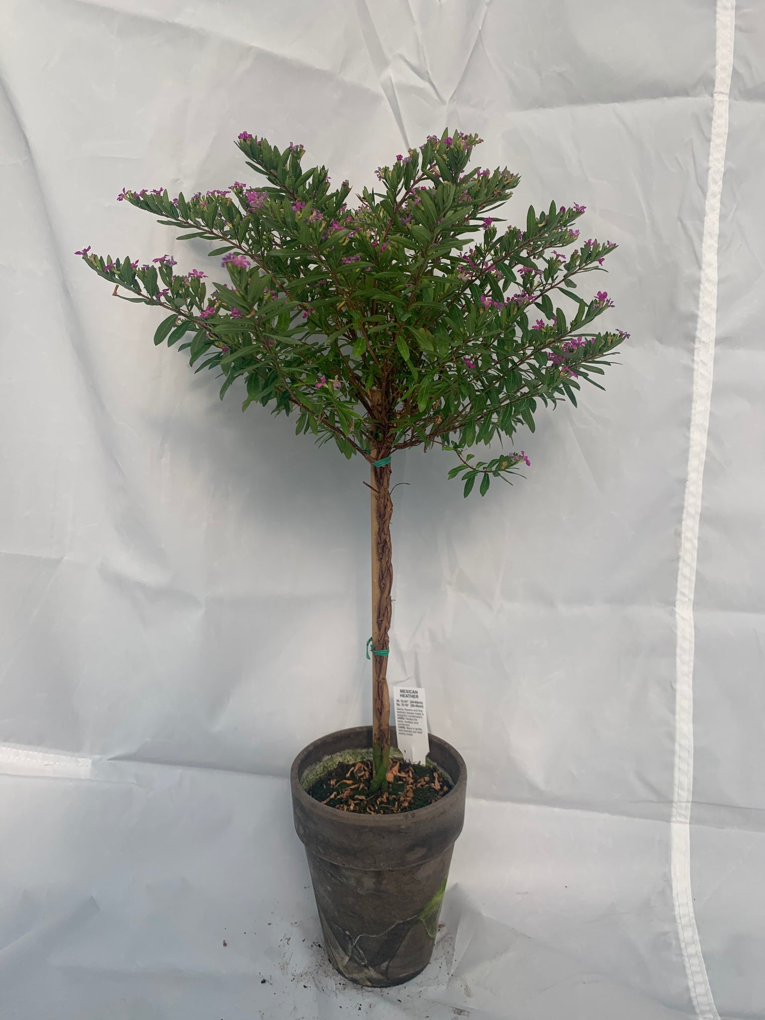 can you plant mexican heather in pots Mexican Heather Topiary