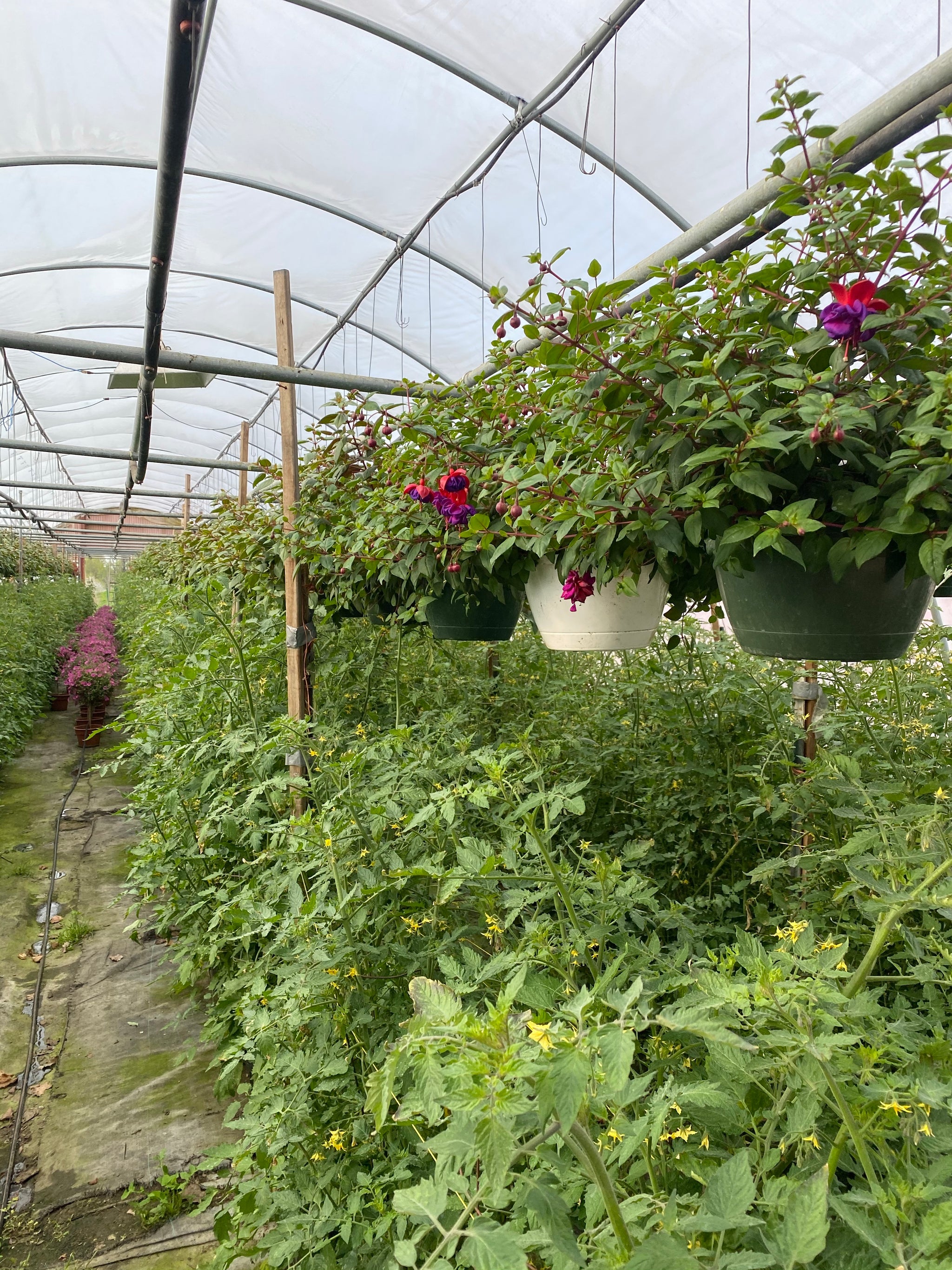 Dark Eyes Fuchsia basket – Lyons Fruit Farm and Market