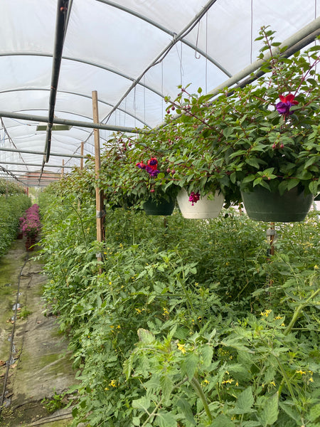 Dark Eyes Fuchsia basket