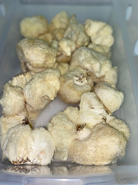 Lion’s Mane 1 Lb