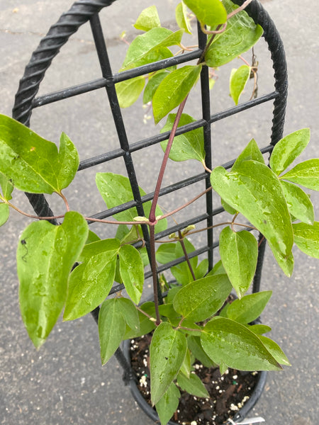 Clematis - “Ernest Markham” 1gal