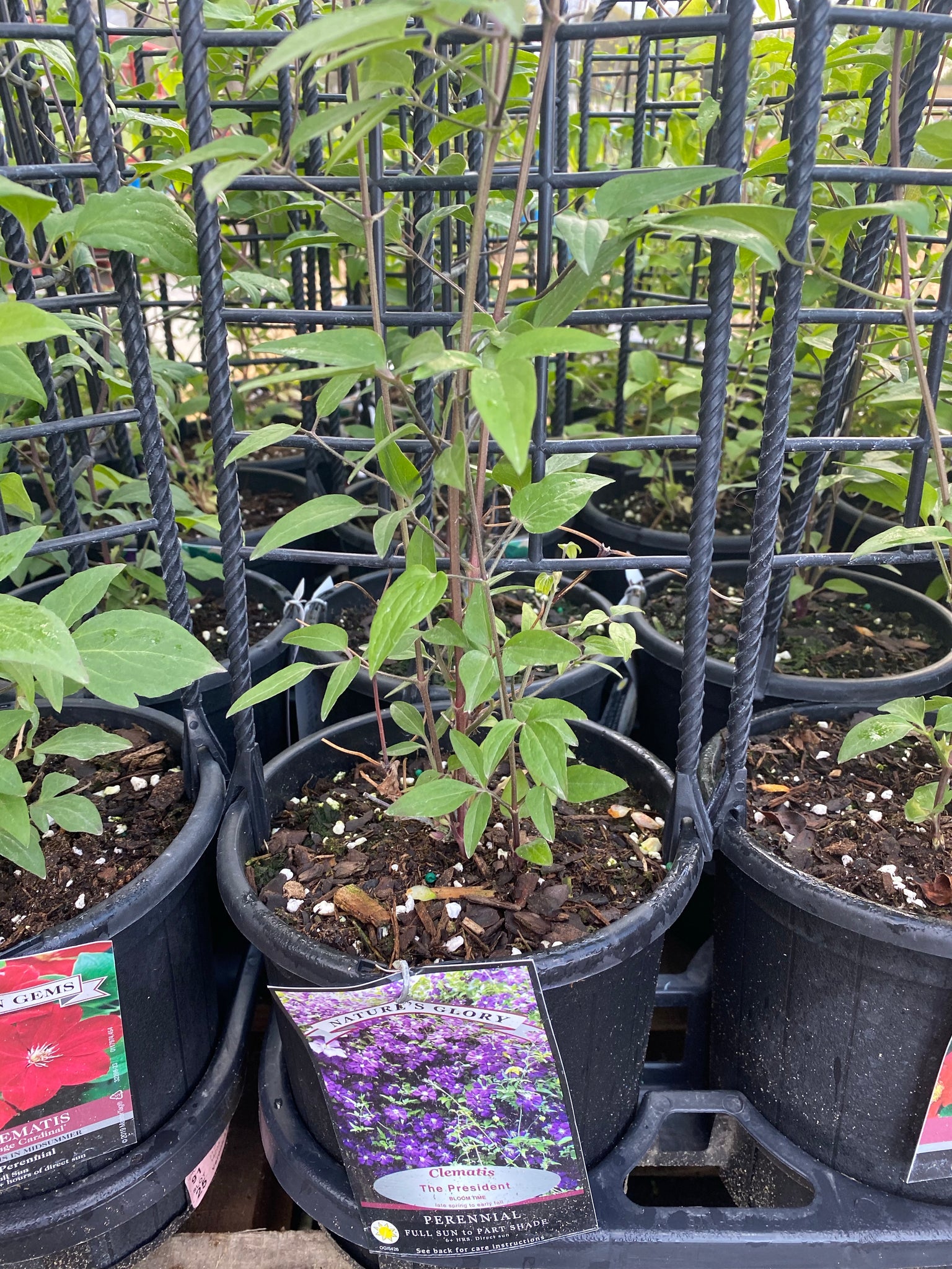 Clematis - “The President” 1gal