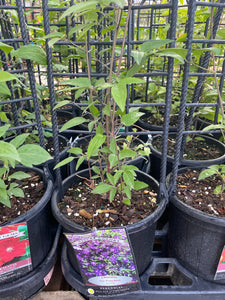 Clematis - “The President” 1gal