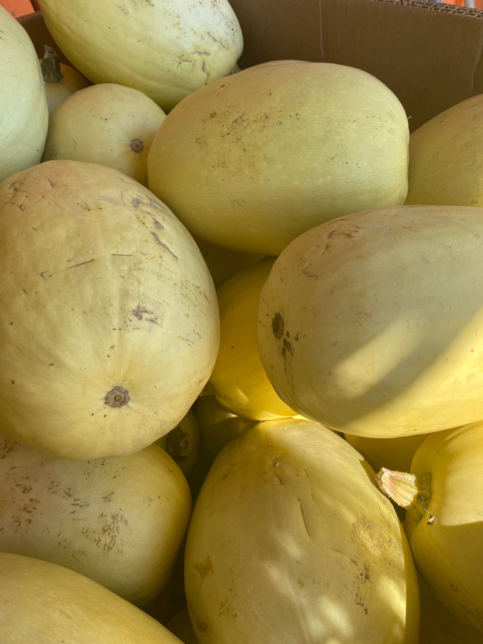 Spaghetti Squash