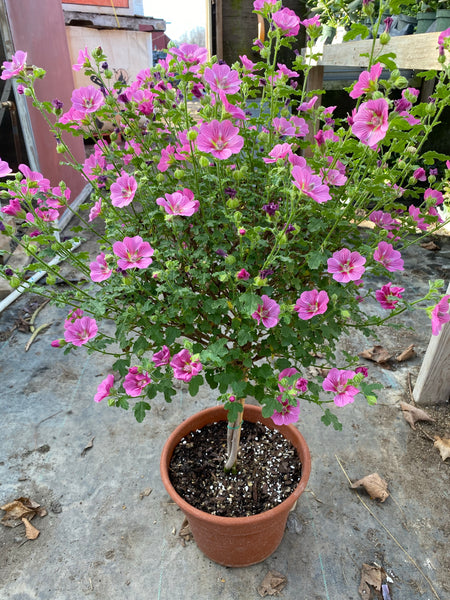 African Rose Mallow - 10 inch pot. 3ft tall Full of Flowers!