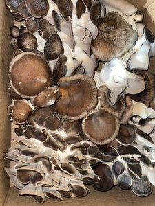 Black Pearl Mushrooms 1 Lb.