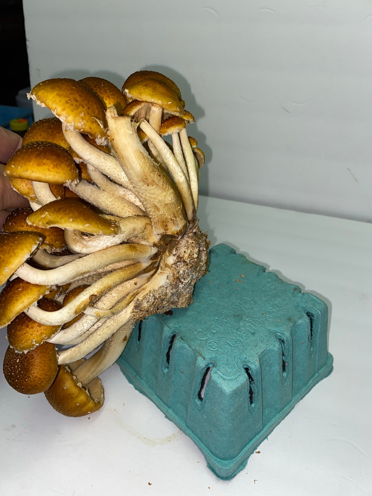 Chestnut mushrooms 1pint