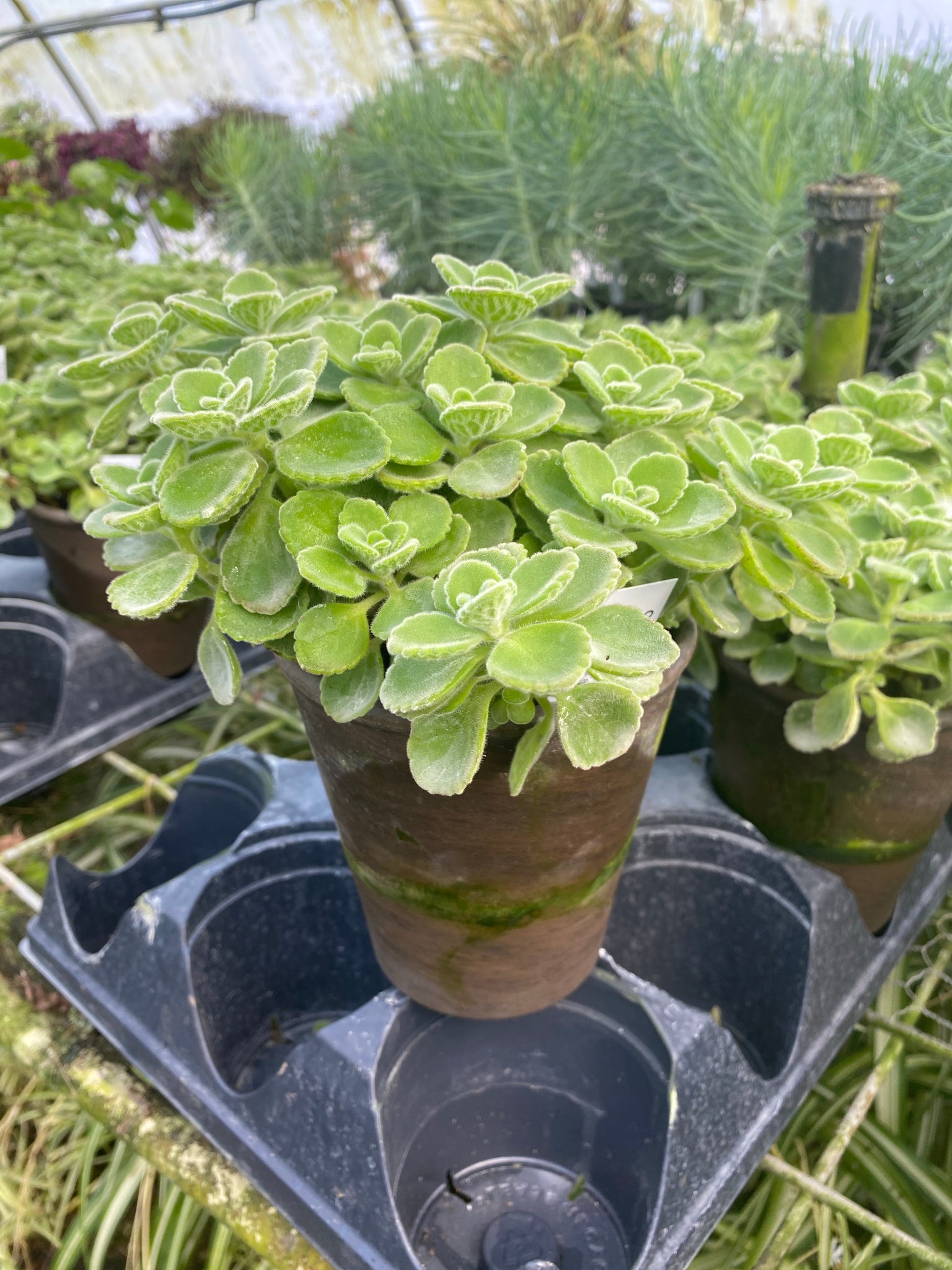 Cuban Oregano Scented