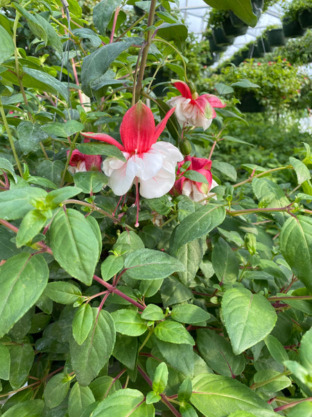 Swingetime Fuchsia