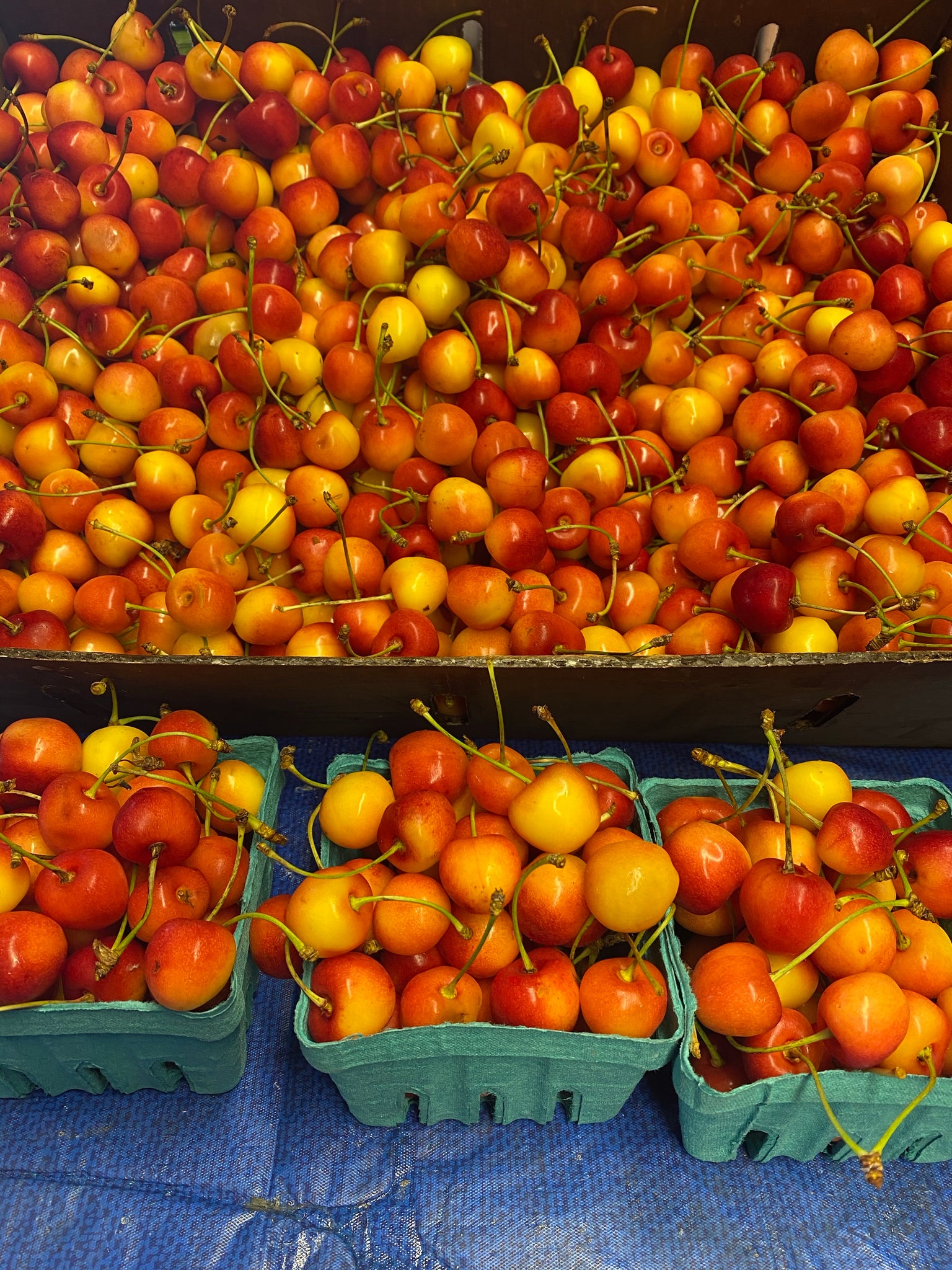 Rainer Sweet Cherries 1 pint