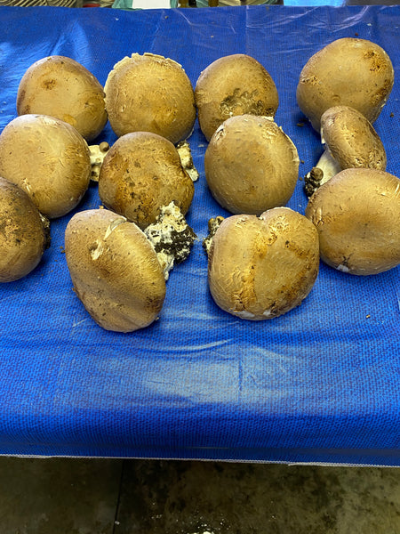 Portobella Mushrooms 1 ea.