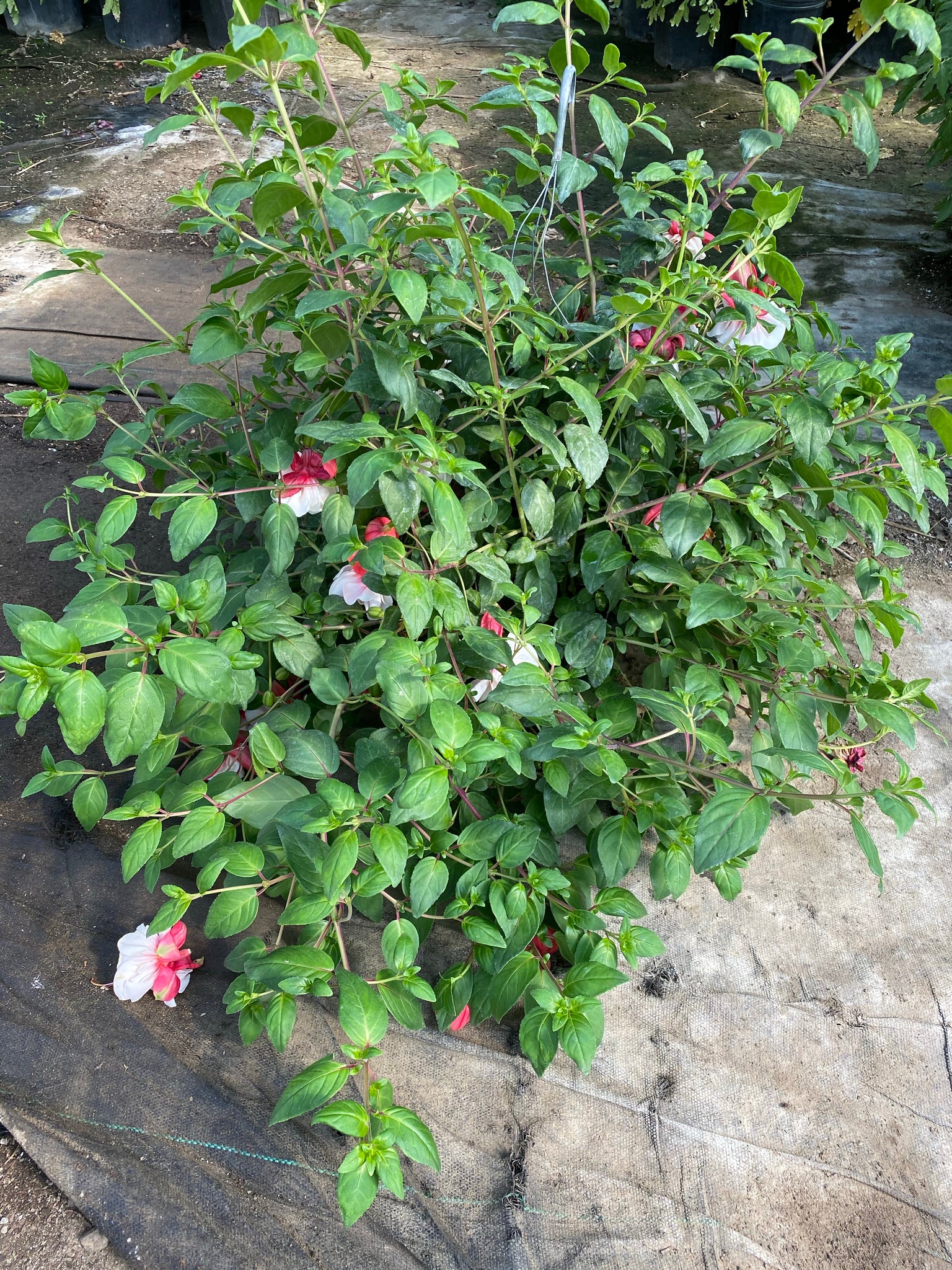 Swingetime Fuchsia