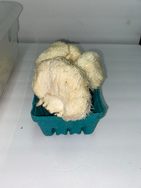 Lion’s Mane 1 Lb