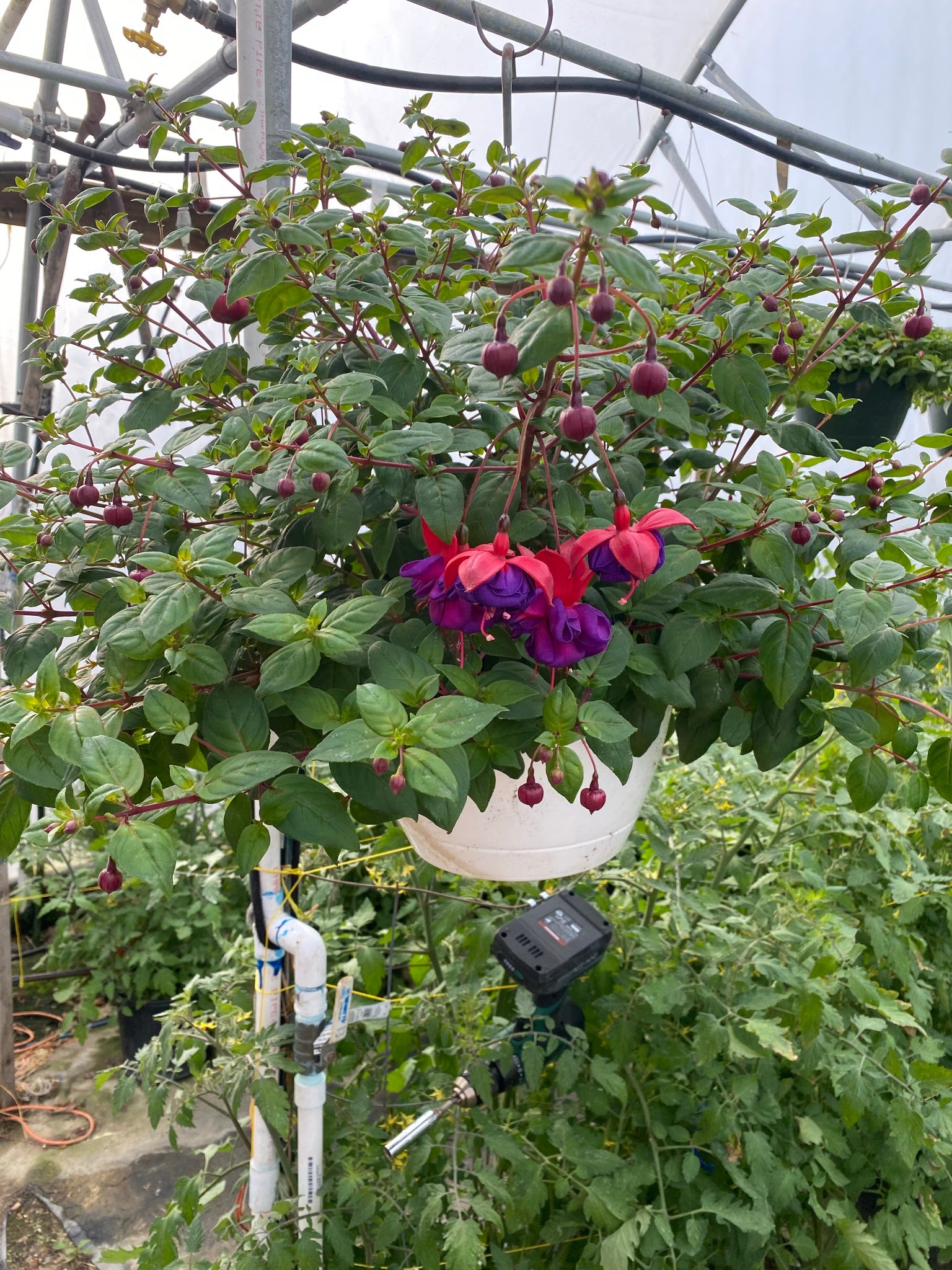 Dark Eyes Fuchsia basket