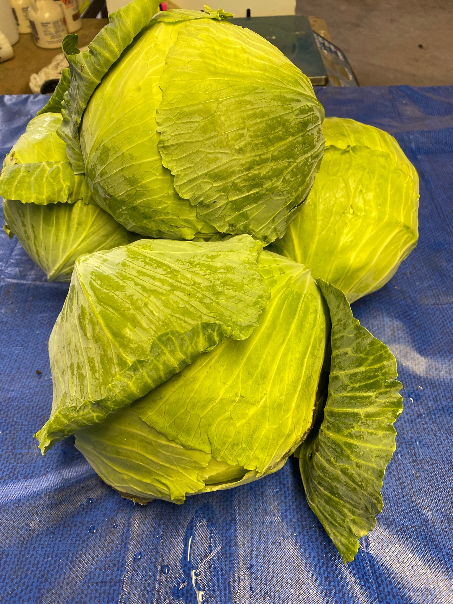 Green cabbage each