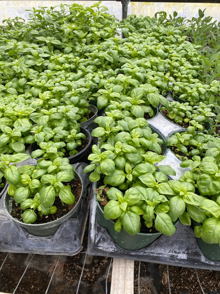 Sweet Basil 1 pot
