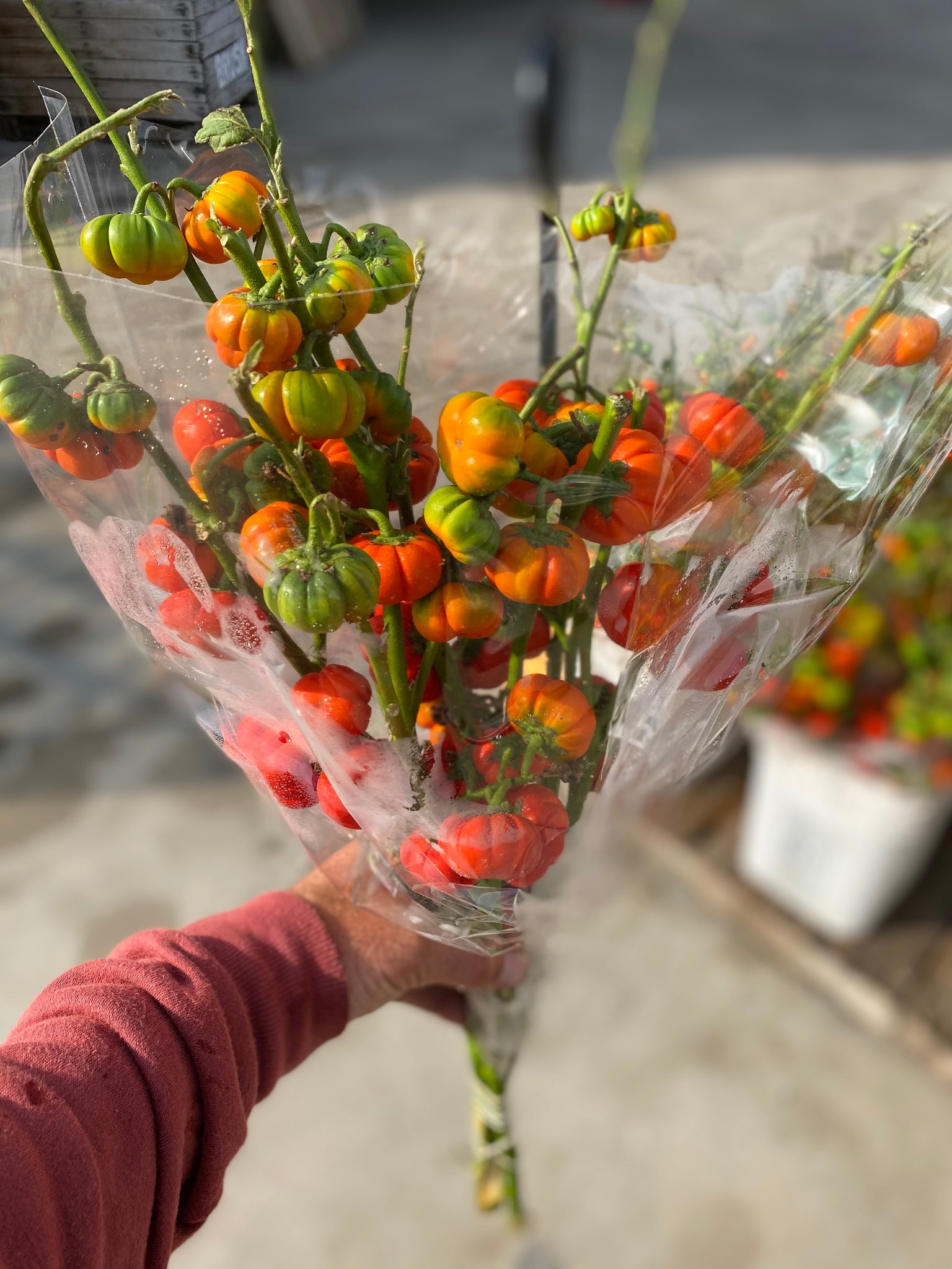 Pumpkins On A Stick. 1 bunch