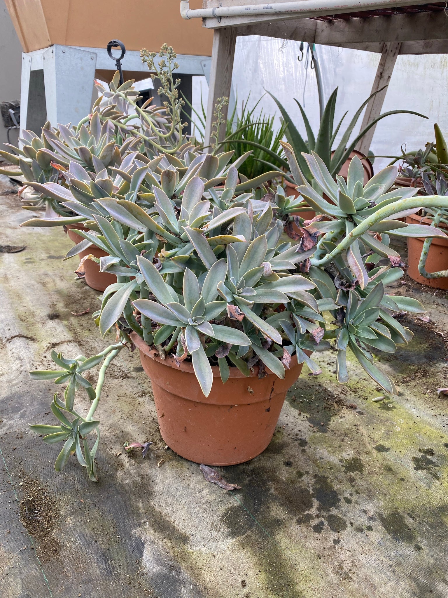 10 inch Large Potted Succulent.