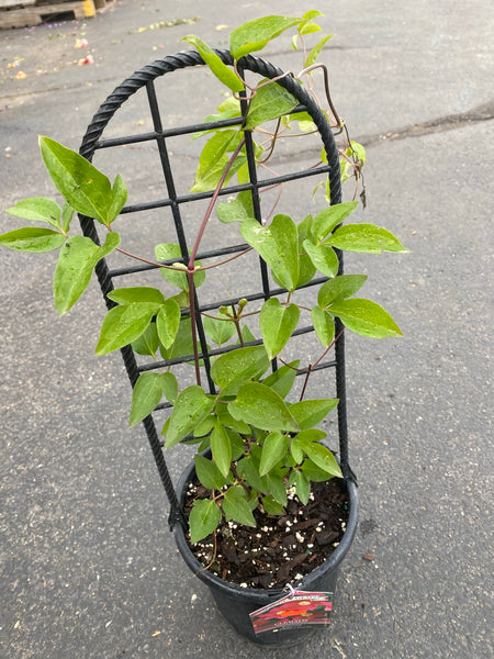 Clematis - “Ernest Markham” 1gal