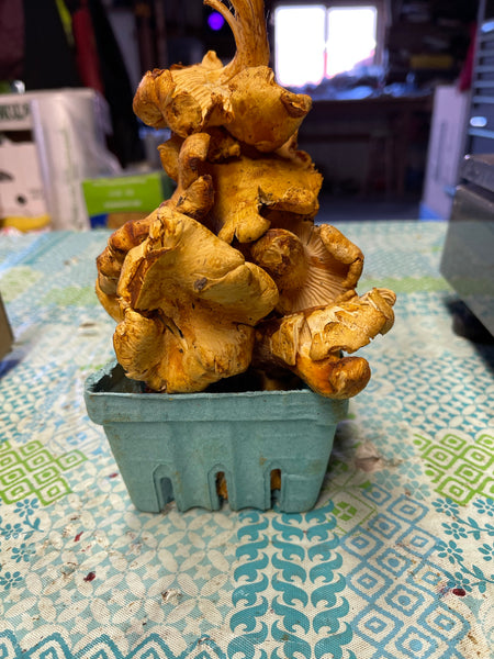 Chanterelle Mushrooms 1pint ( half Lb)