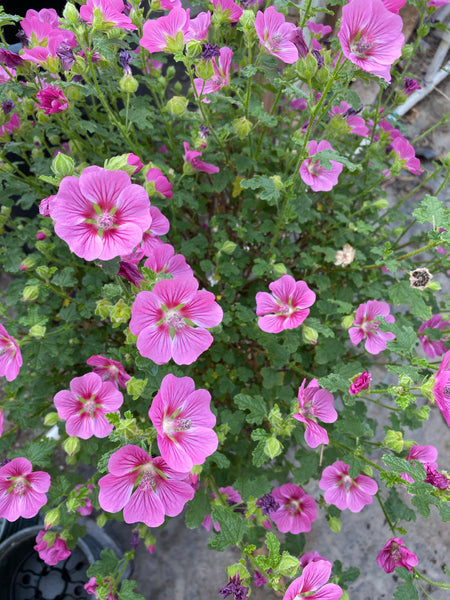 African Rose Mallow - 10 inch pot. 3ft tall Full of Flowers!
