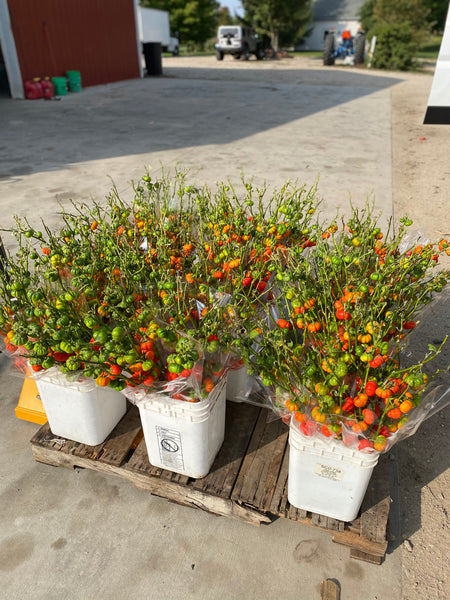 Pumpkins On A Stick. 1 bunch