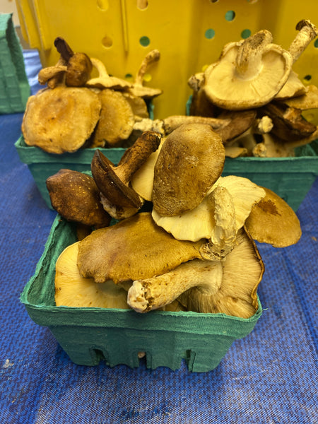 Shiitake Mushrooms 1 pint