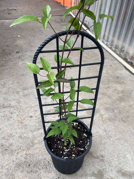 Clematis - “The President” 1gal