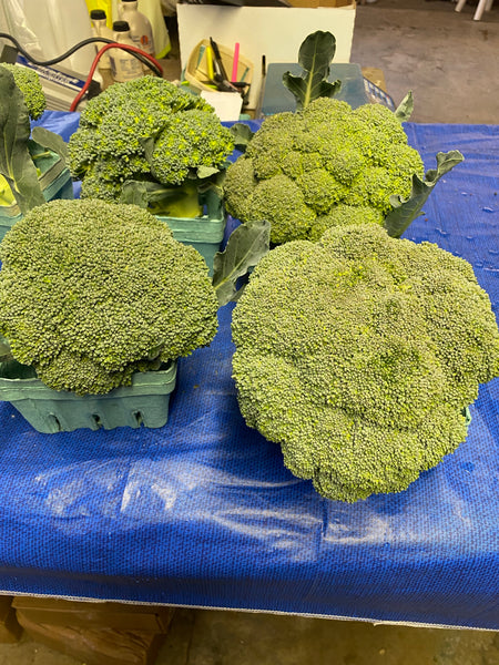 Broccoli. 1 bunch
