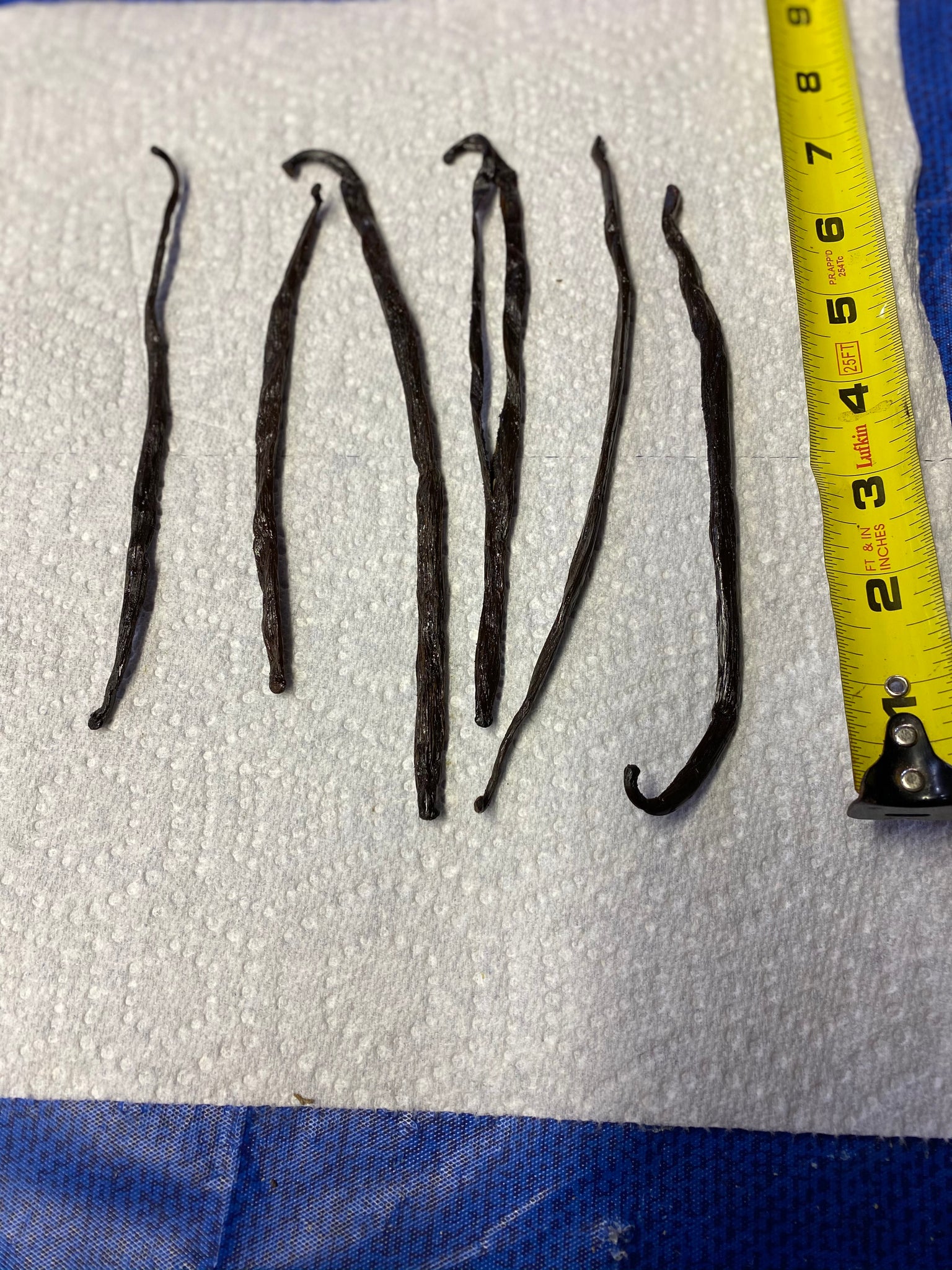 Vanilla Bean 1 each