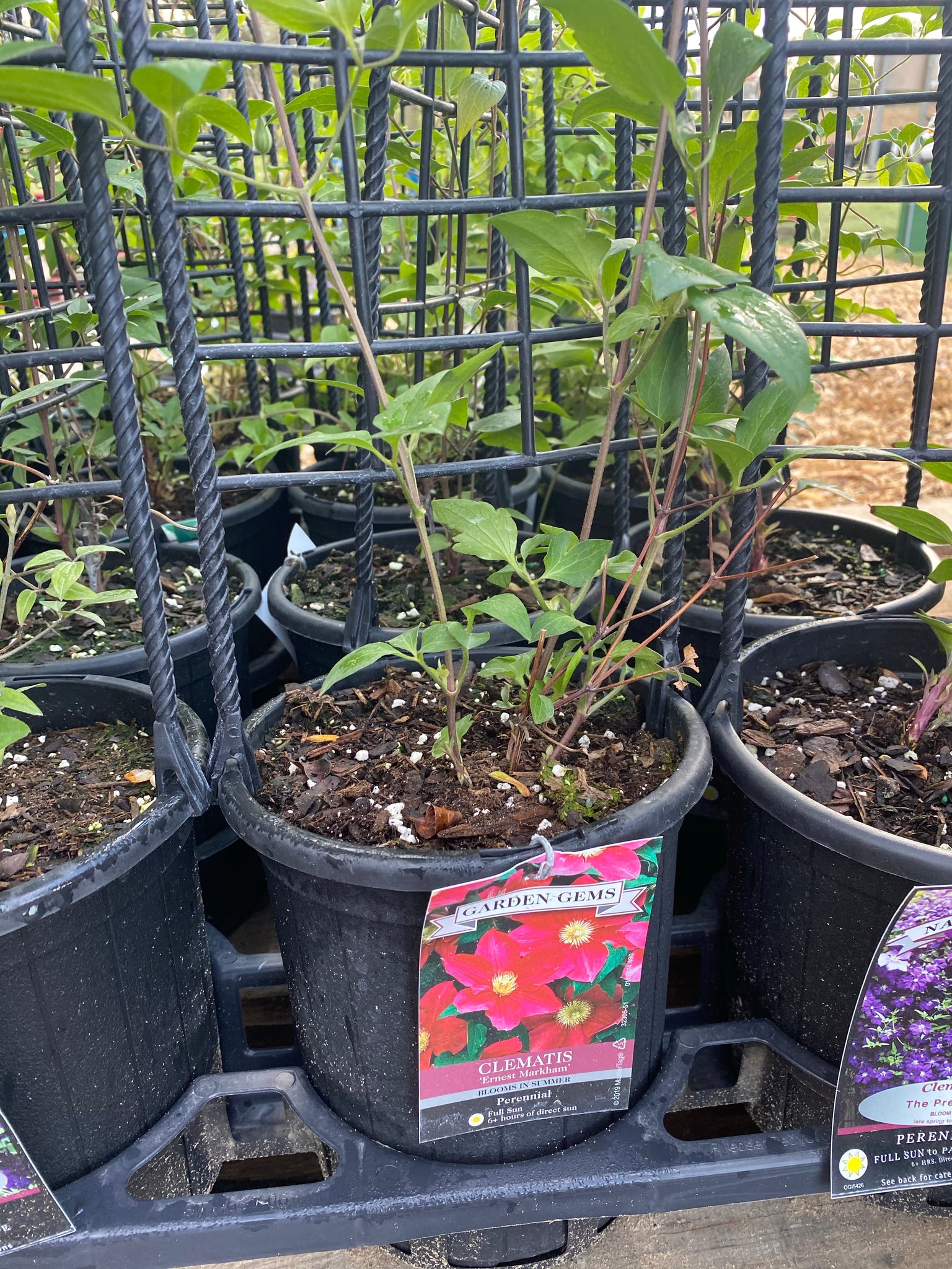Clematis - “Ernest Markham” 1gal