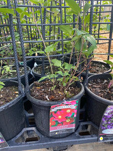Clematis - “Ernest Markham” 1gal
