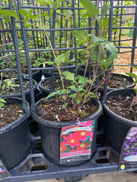 Clematis - “Ernest Markham” 1gal