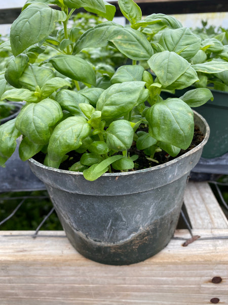 Sweet Basil 1 pot