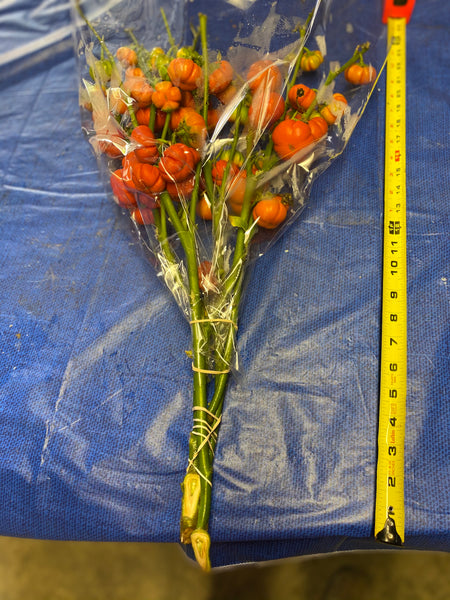 Pumpkins On A Stick. 1 bunch