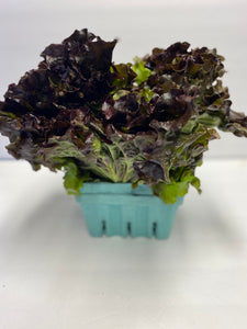 Red Leaf 1 bunch
