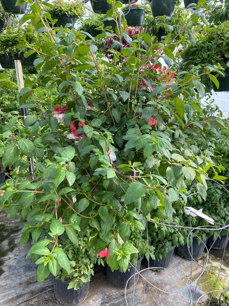Swingetime Fuchsia