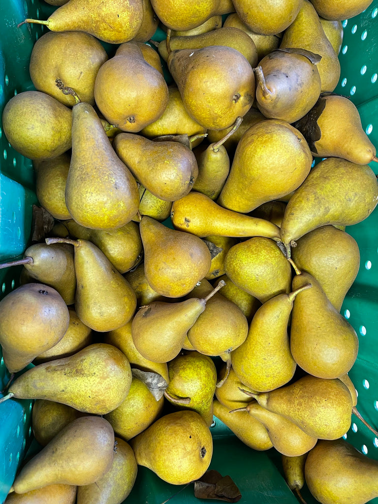 Bosc Pears 1 quart