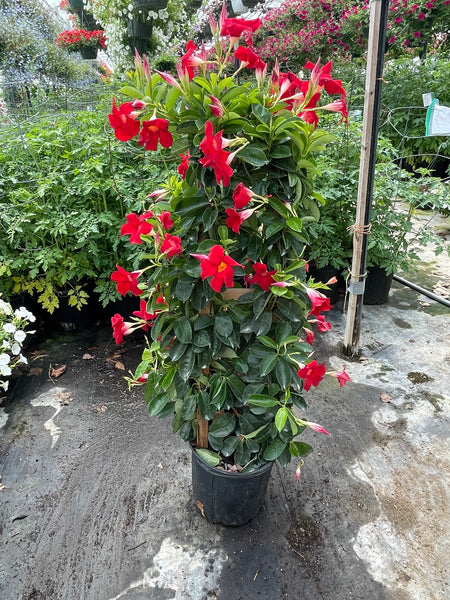 Mandevilla Red 36inch