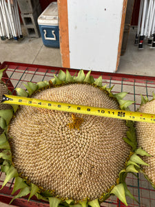 Sunflower Heads 1 each