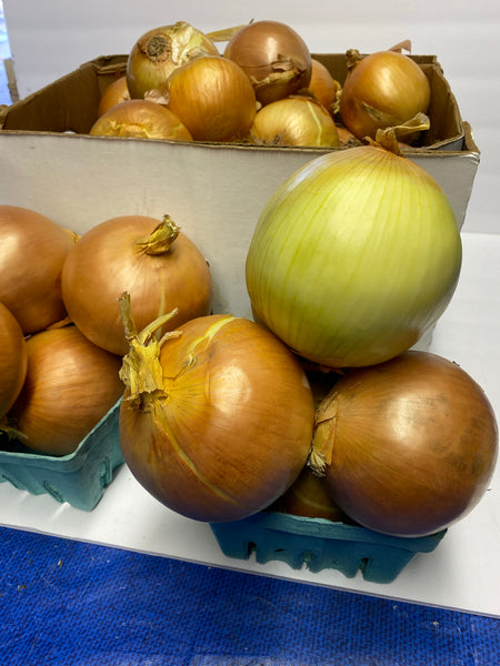 Large Sweet Onions