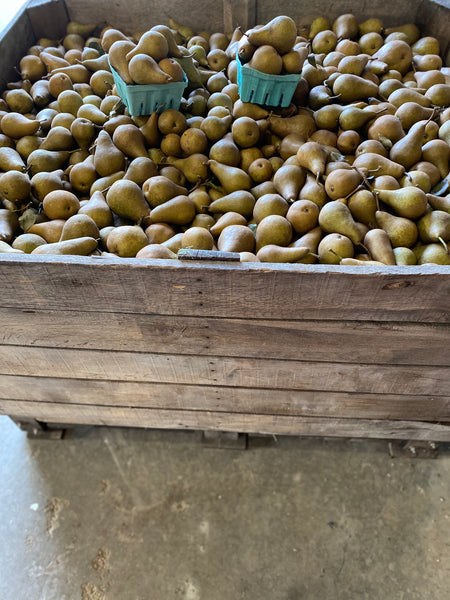 Bosc Pears 1 quart