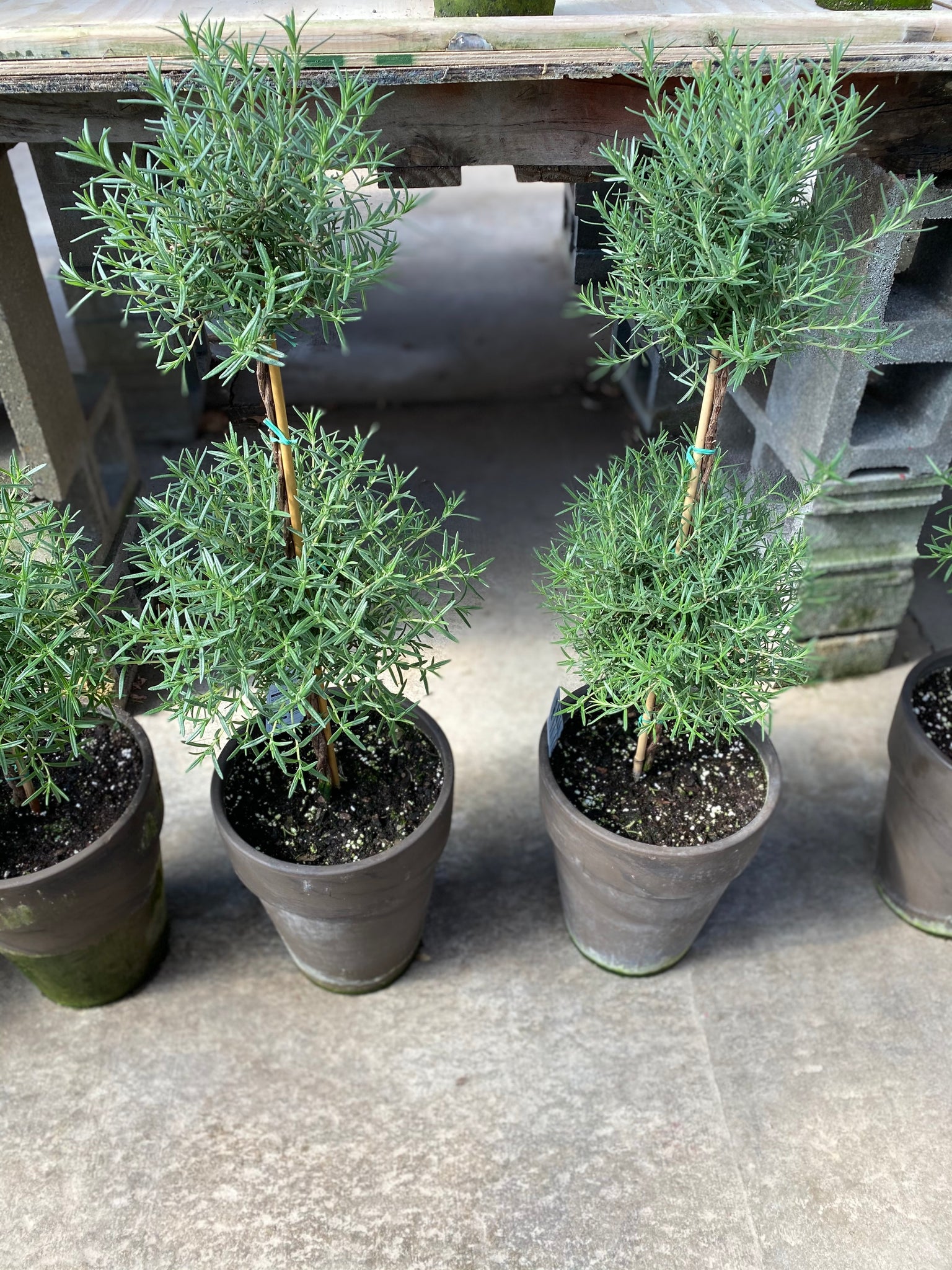 Double Rosemary Topiary . 36 in tall . Clay Pot